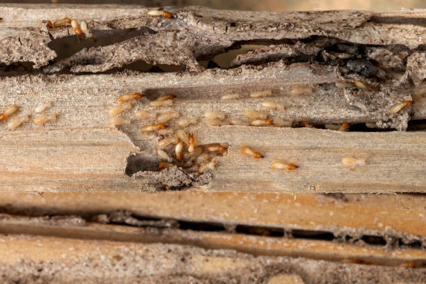 Wildlife Control Services in Muscatine, IA