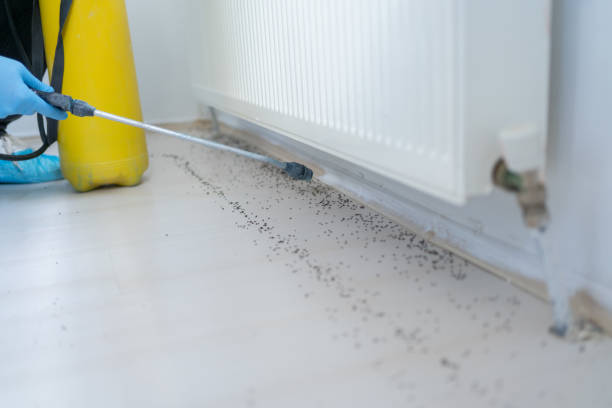 Best Termite Control Services  in Muscatine, IA